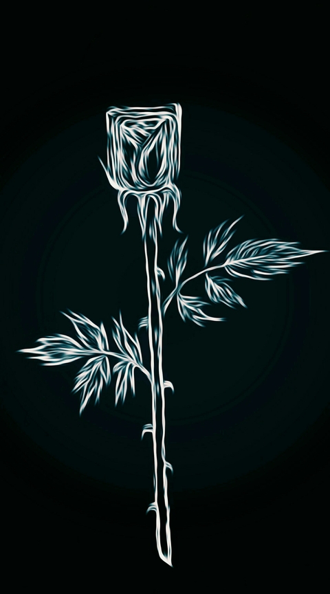 Black & white rose