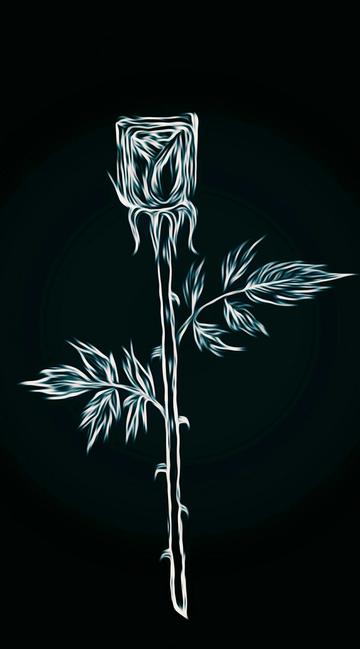 Black & white rose