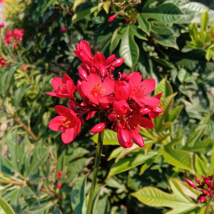 flower #plant #nature