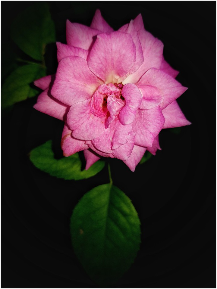 Pink rose