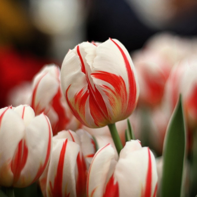 Tulips