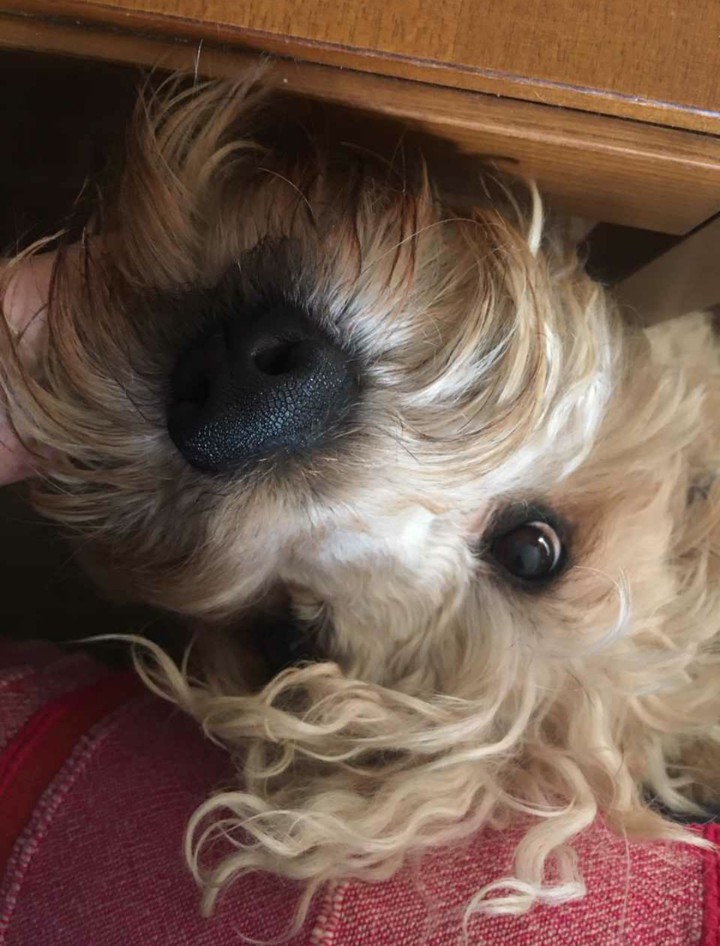 dog