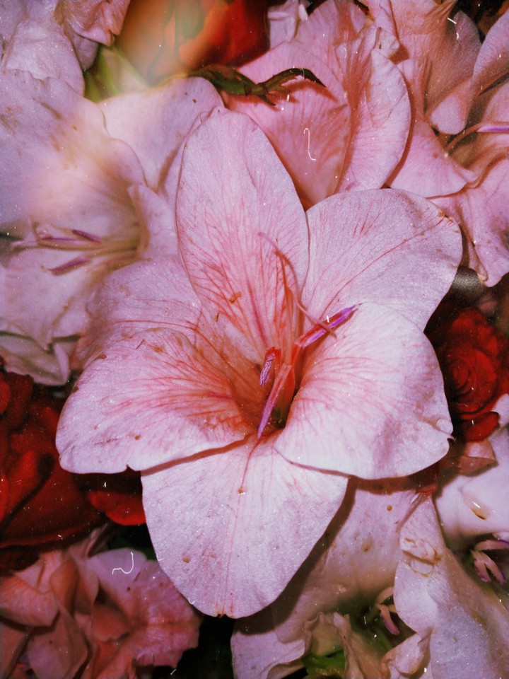 pink flowers...