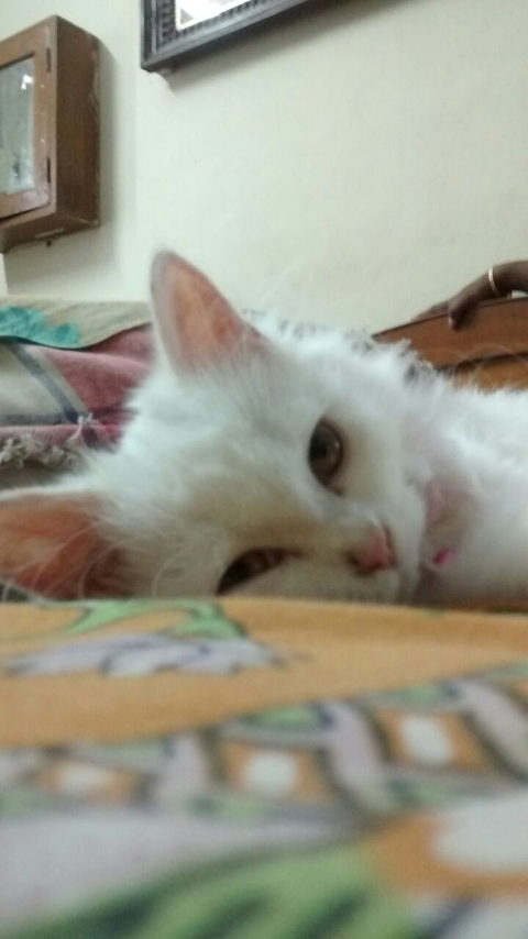 persian cat