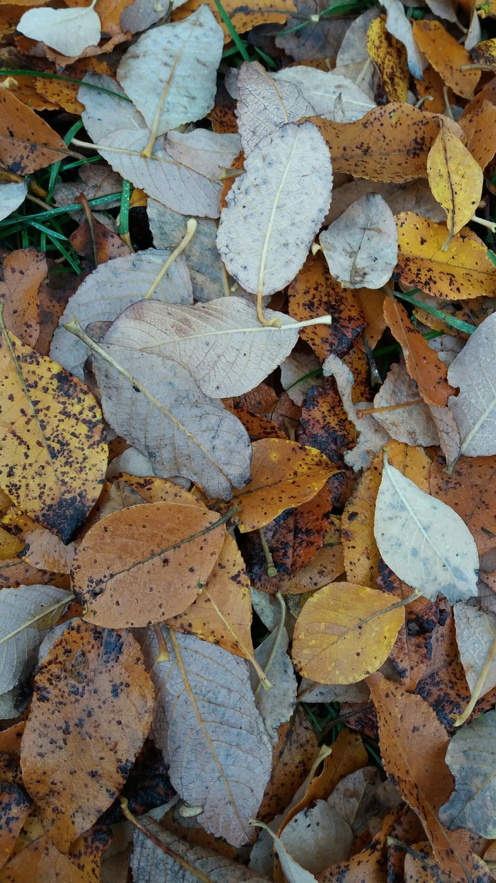 Autumm 