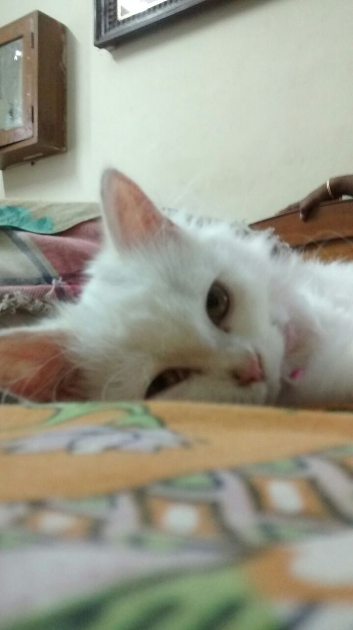 persian cat