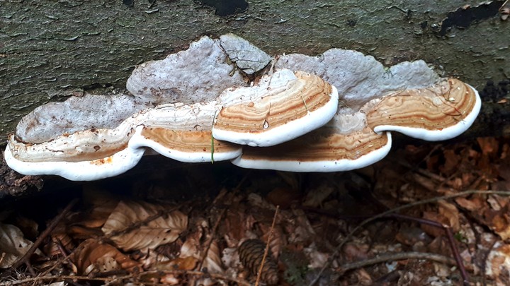 tree fungus