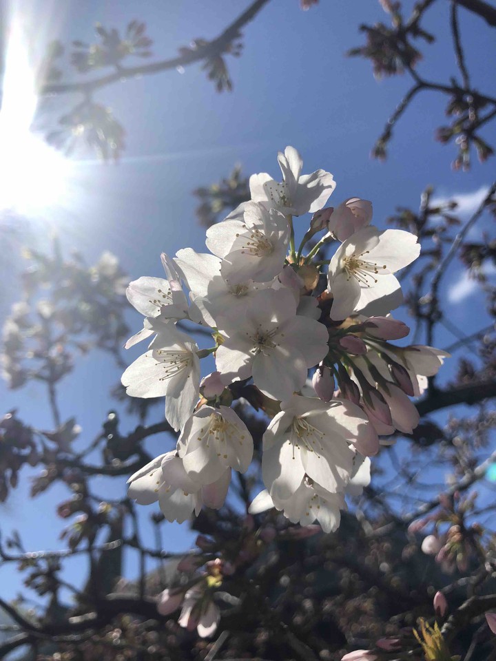 Flowers in Tasmania