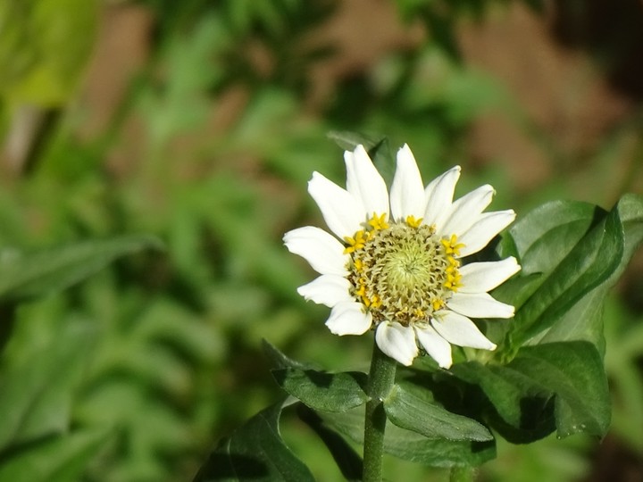 white flower