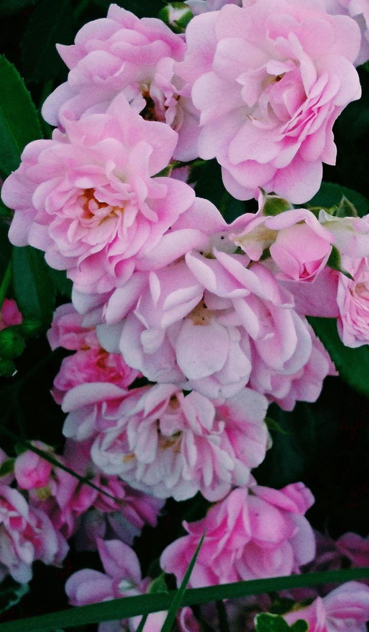 Pink roses