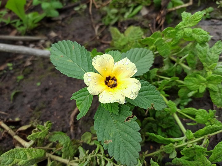 small flower