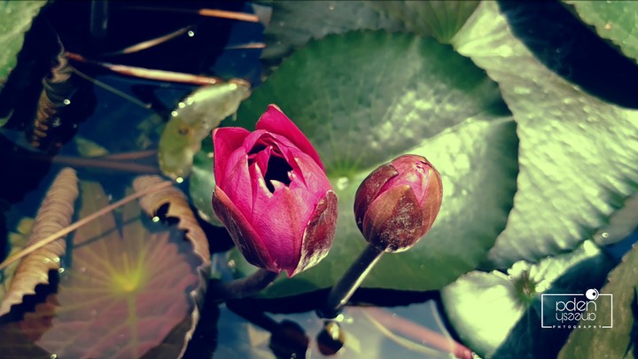 Lotus flower