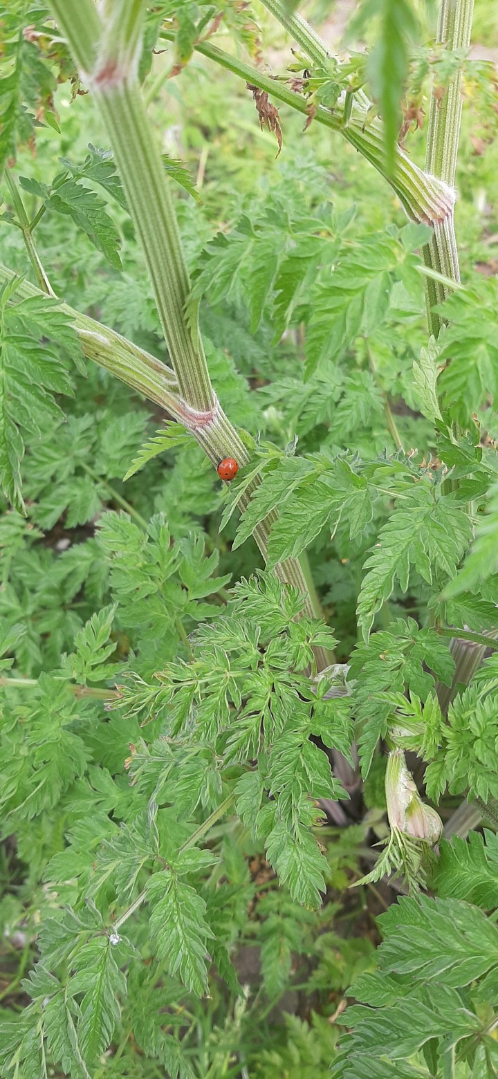 ladybug