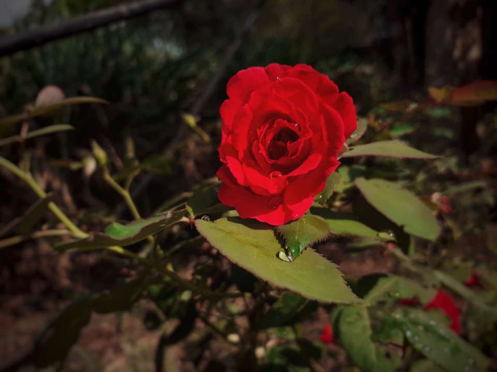 ROSE
