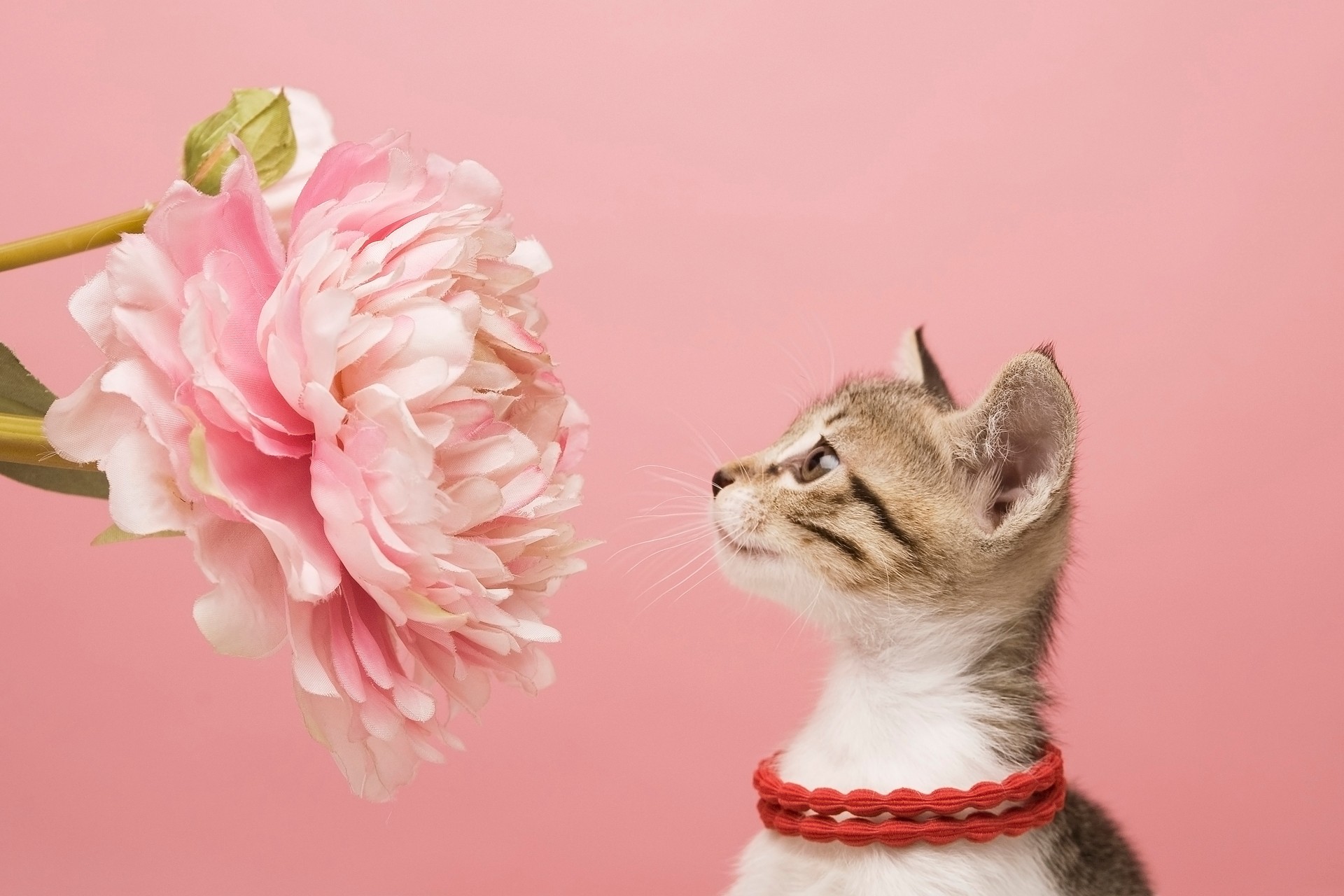 Pink Cat