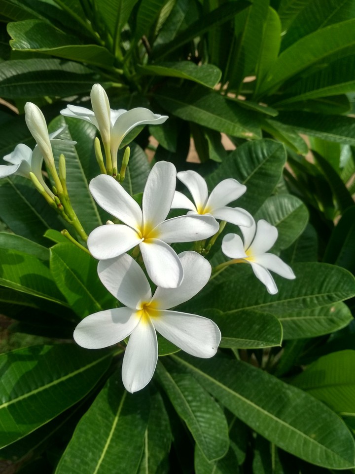 home click