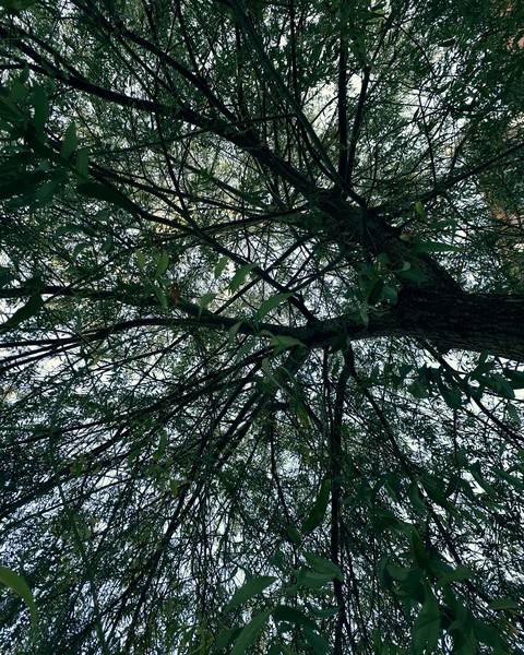 I love nature