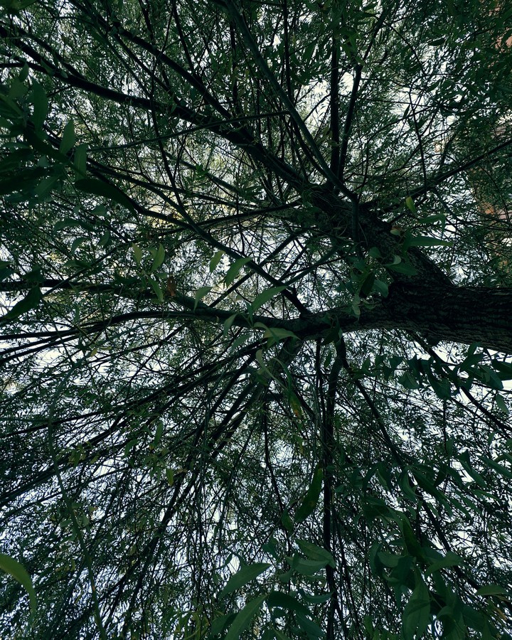 I love nature