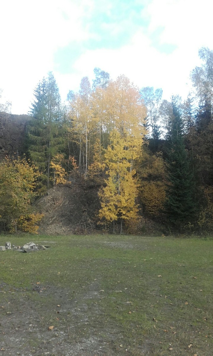 tree