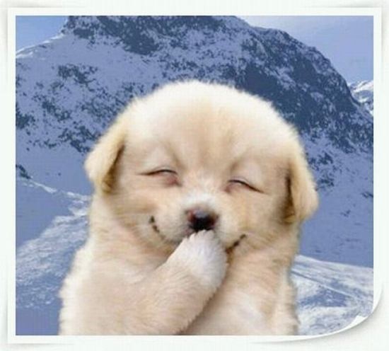 cute puppy❤️❤️