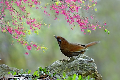 robin, wren achtergronden