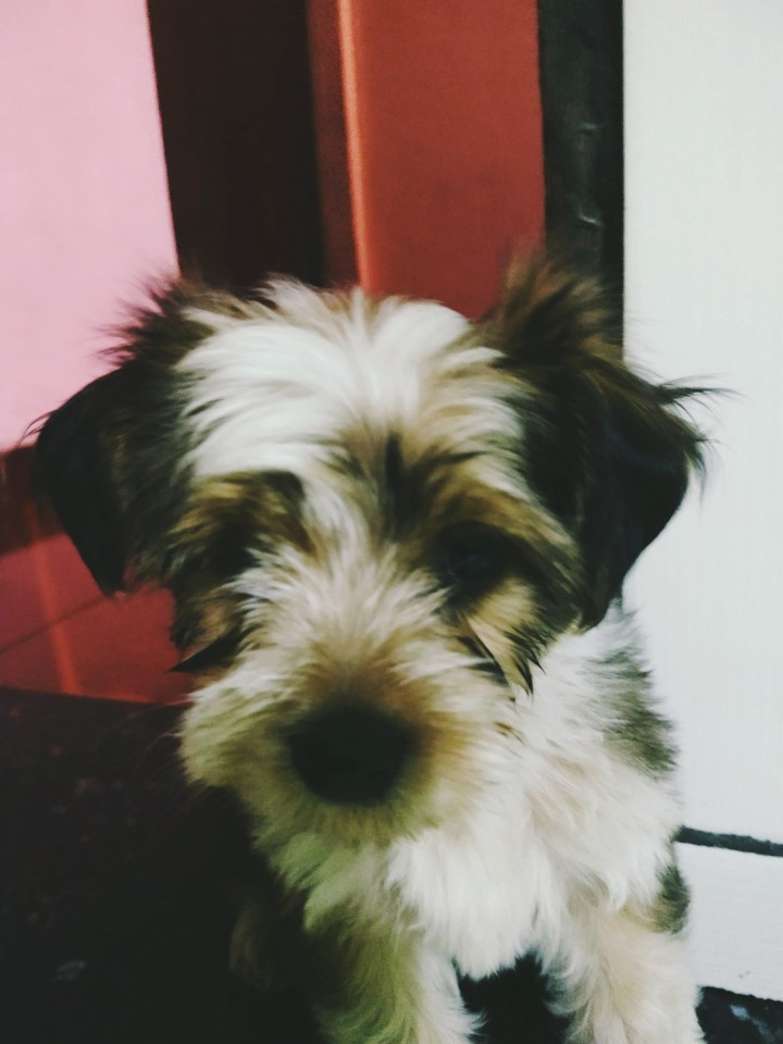 cachorro