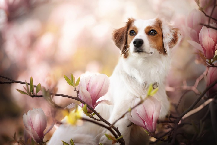 dog