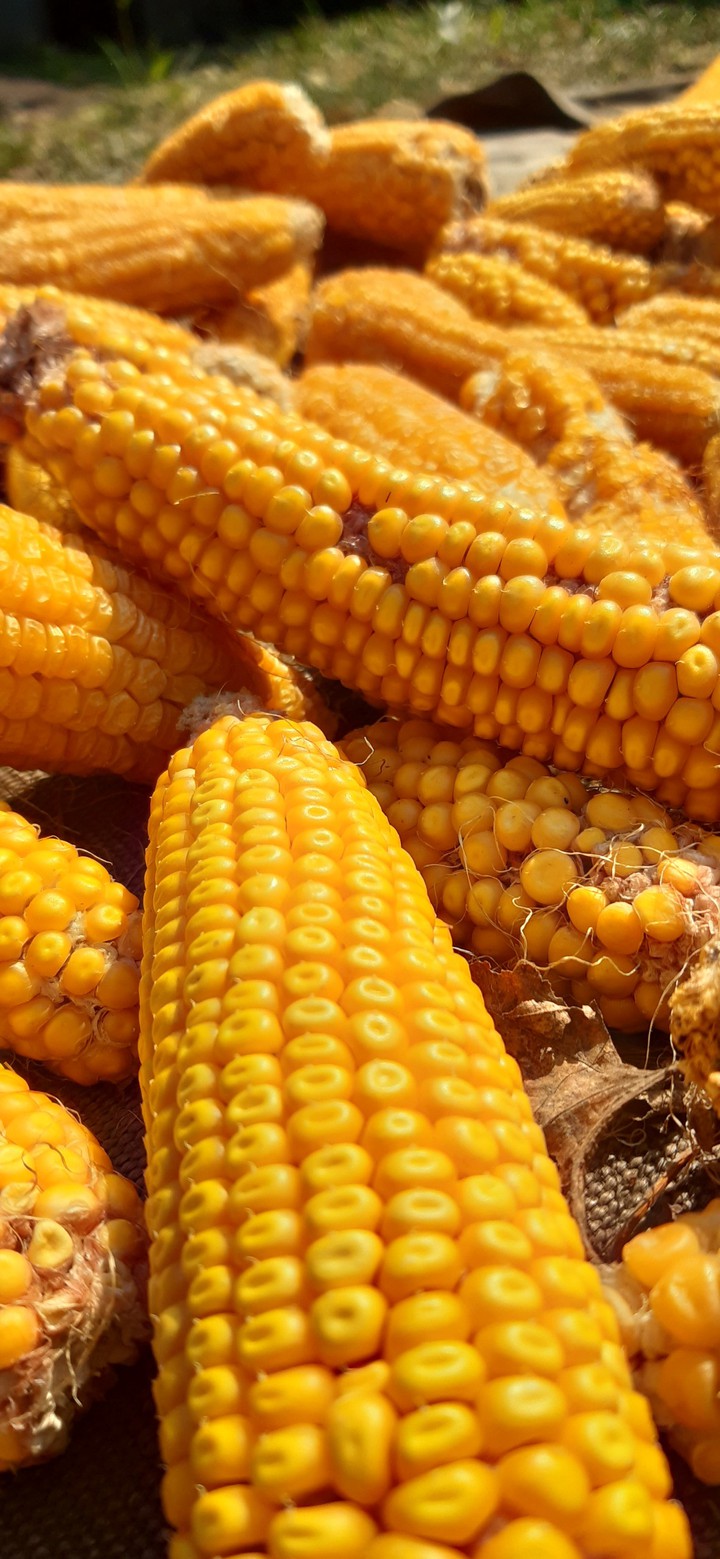 corn crops