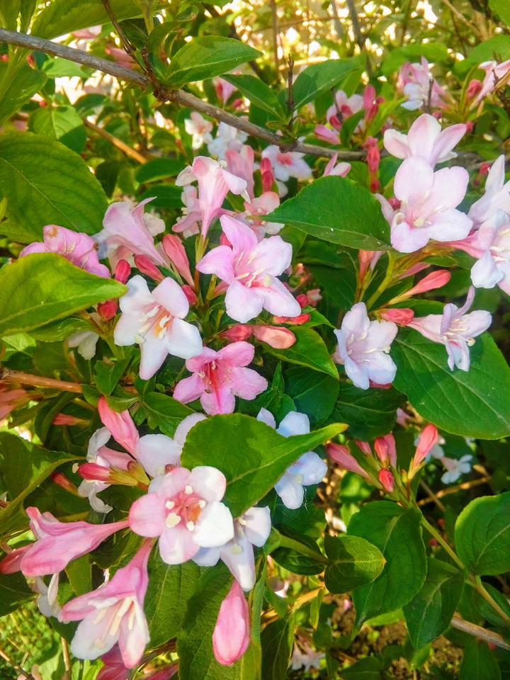 flowers