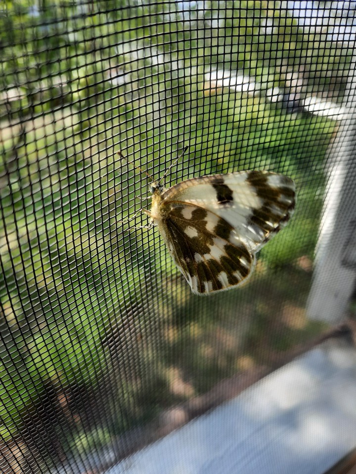 butterfly