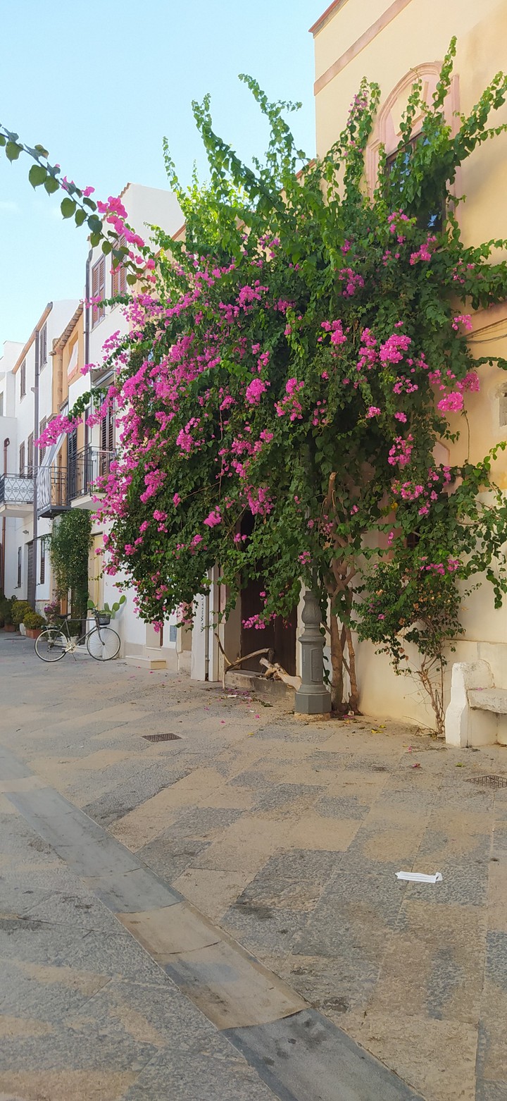 bougainvillea