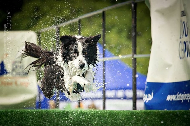 If It's Not A Broder Collie It's Just A Dog