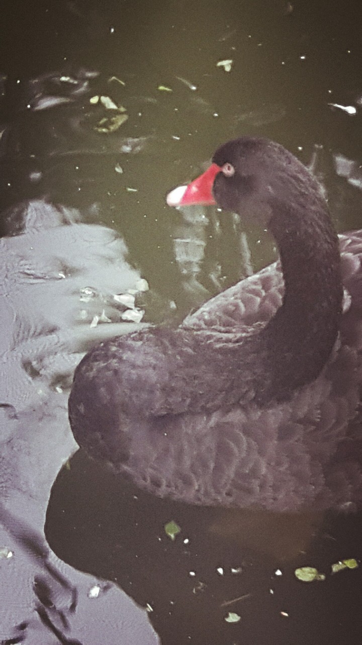 #wildlife