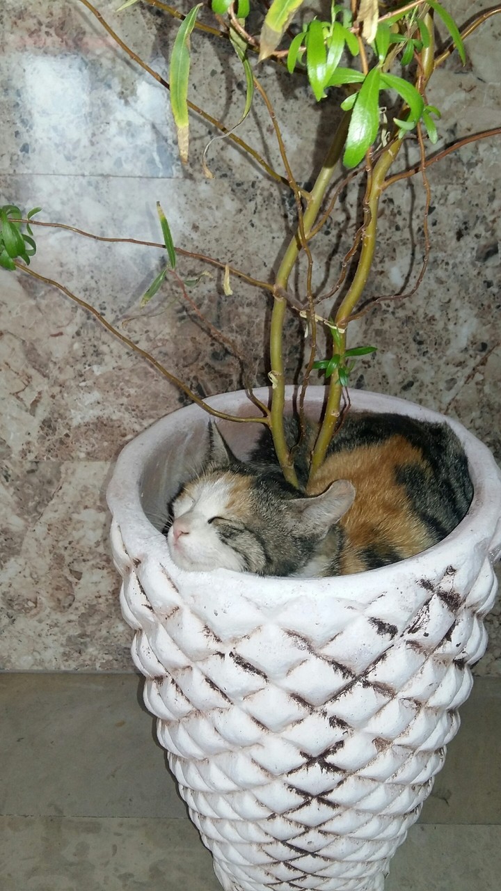 گربه