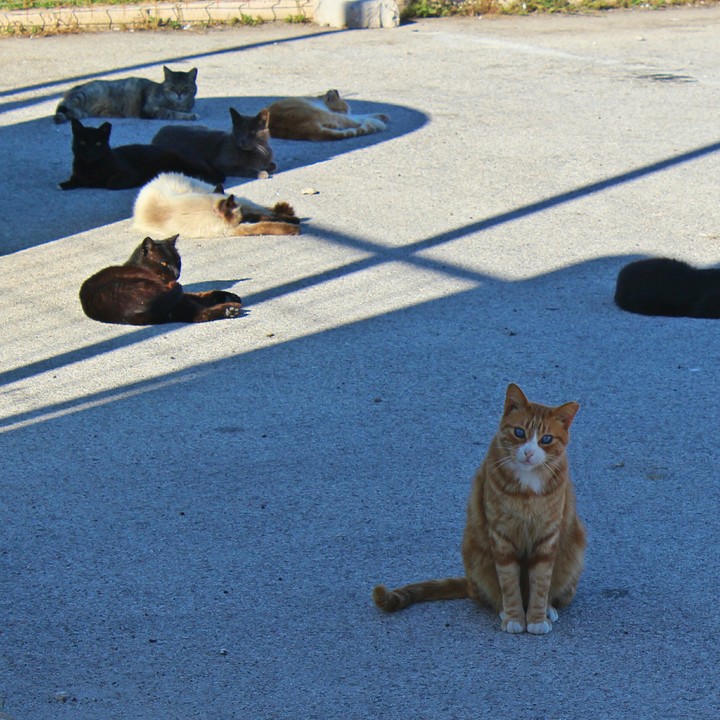 Cats