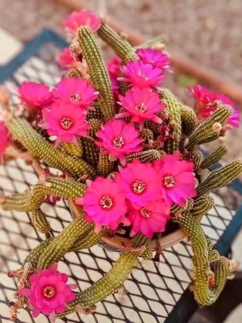 tapety Cactus, petal