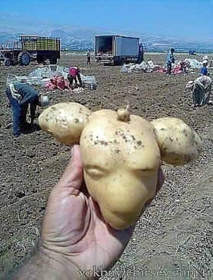 Kartoffel