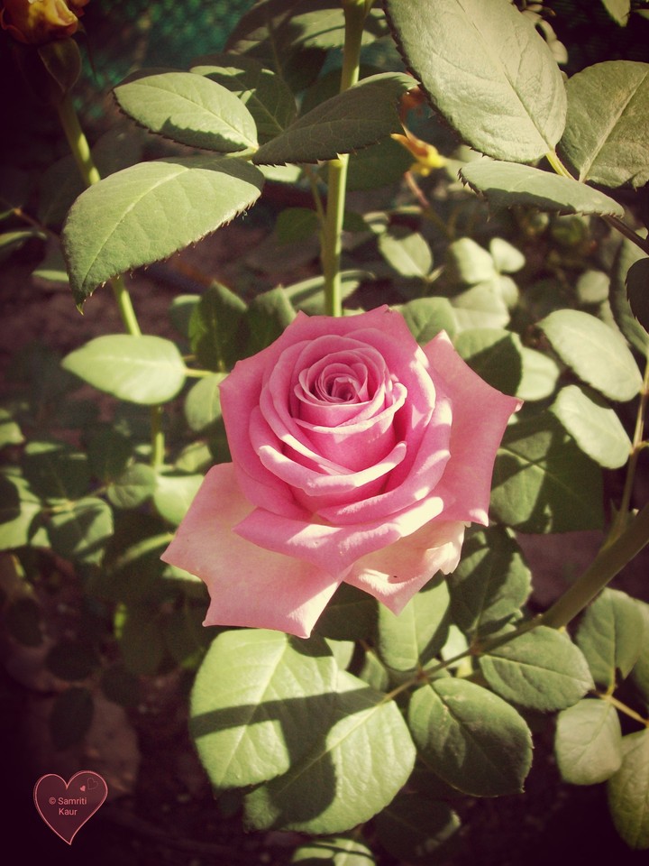 Rose