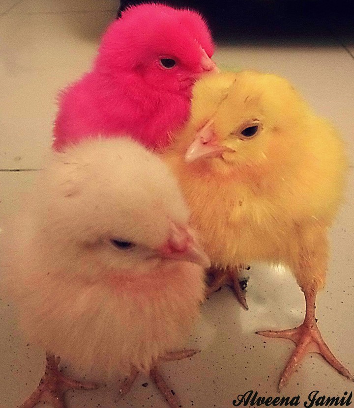 Baby Chicken