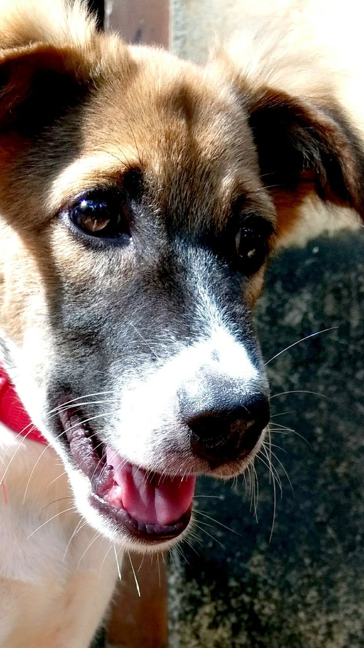 Maximus 