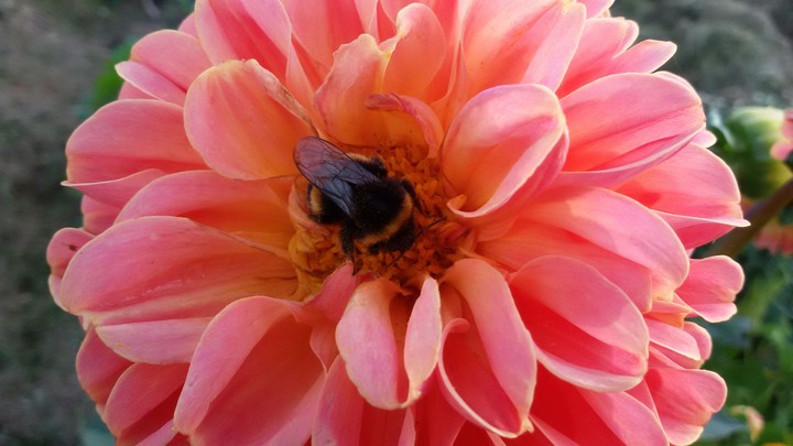 bee in dahlia