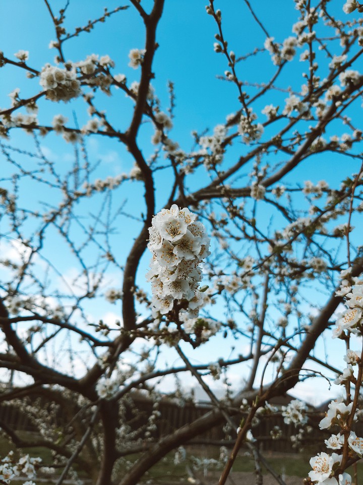 blossom