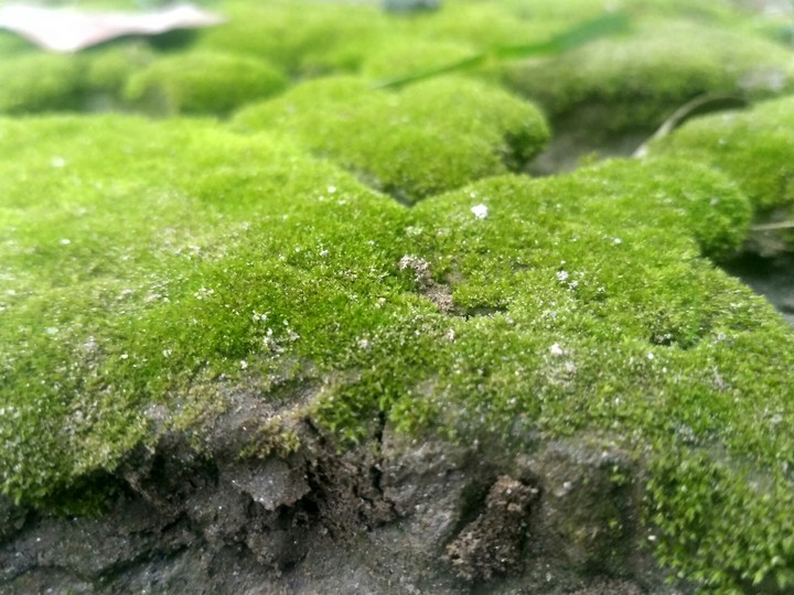 little Hill ? green
