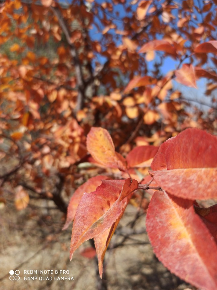 fall