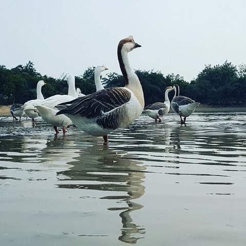 Swan