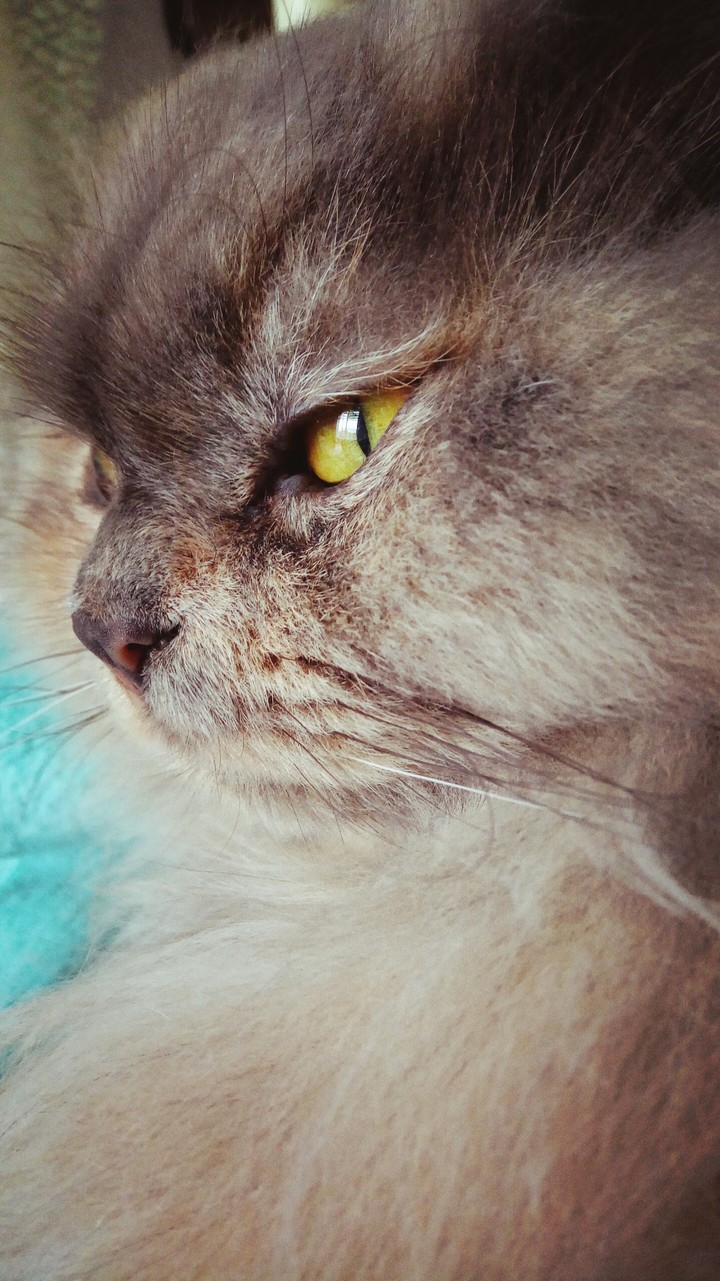Luna my cat 