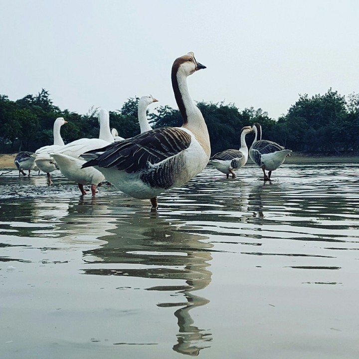 Swan