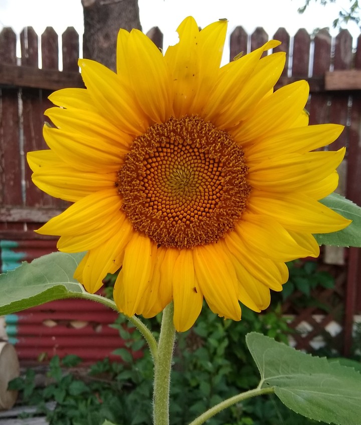 Sunflower in my yard