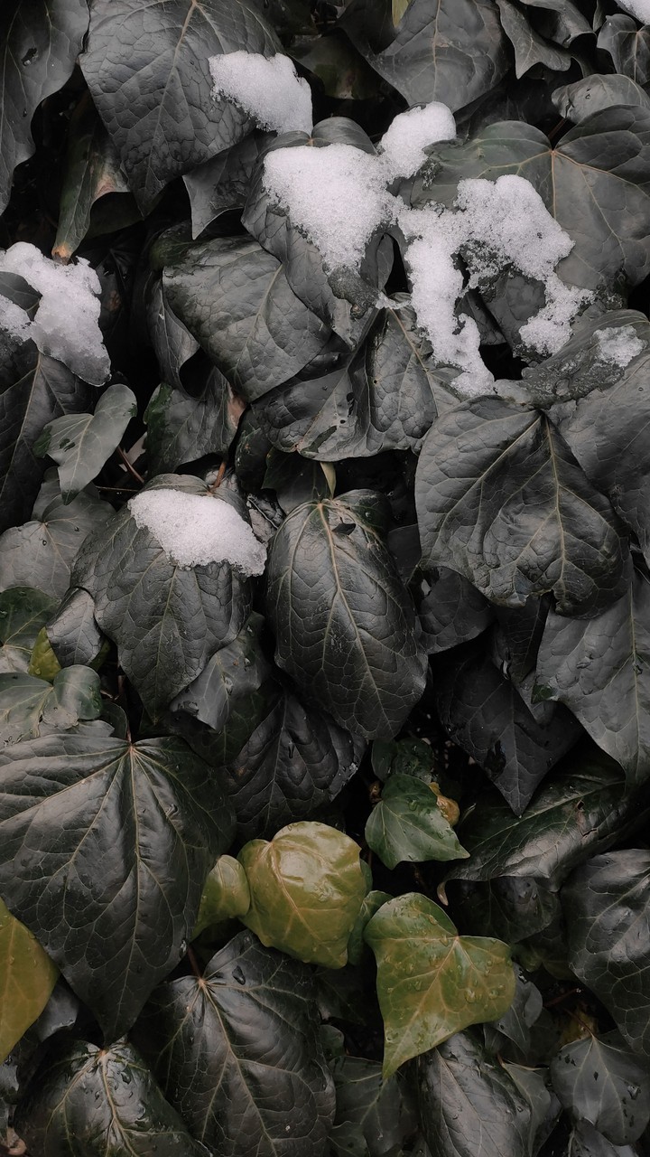 ivy