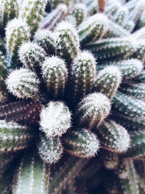 cactus